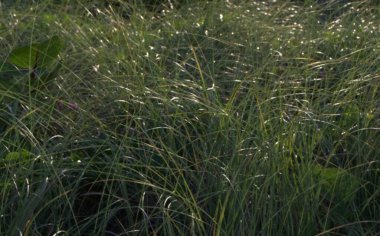 Güzel botanik fotoğrafı, doğal duvar kağıdı.