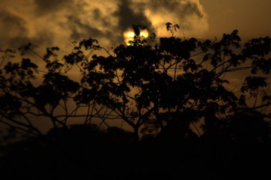 Gün batımında bir ağacın silueti