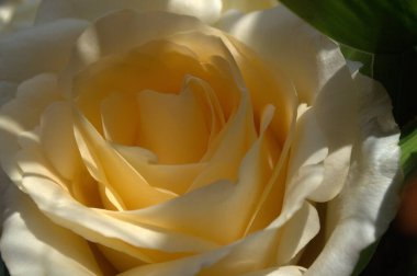 Güzel çiçek açan gülü kapat.