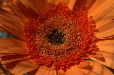 Güzel botanik fotoğrafı, doğal duvar kağıdı.