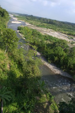 Nehir ve tropikal orman manzarası