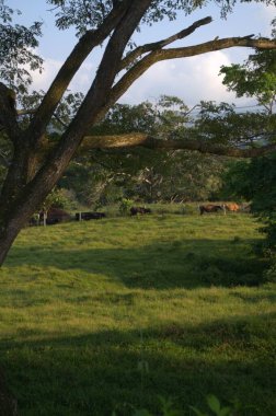 Otların arasında otlayan bir inek sürüsü.