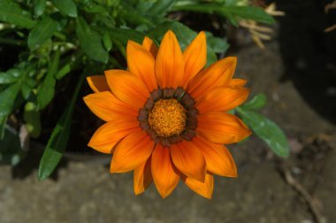 Bahçede güzel çiçek yaprakları, bitki yaprakları