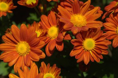 Bahçedeki portakal çiçekleri