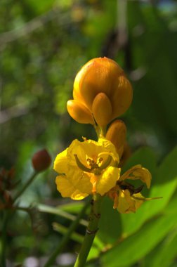 Güzel botanik fotoğrafı, doğal duvar kağıdı.