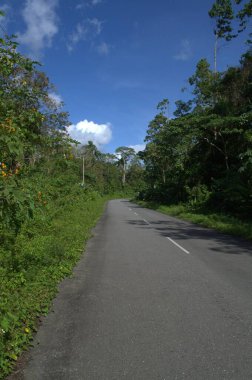 Ormanda yol