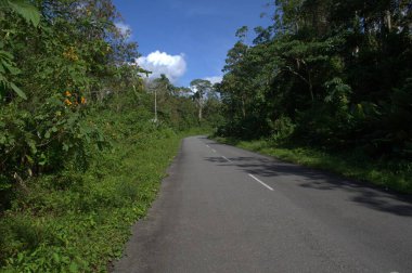 Ormanda güzel bir yol.