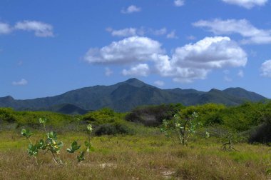 Meksika 'nın kırsal kesimindeki güzel yeşil arazinin yakın çekimi.