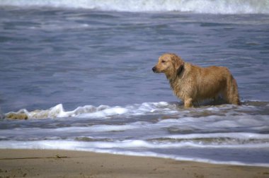 Kumsalda şirin bir köpeğin yakın plan fotoğrafı.