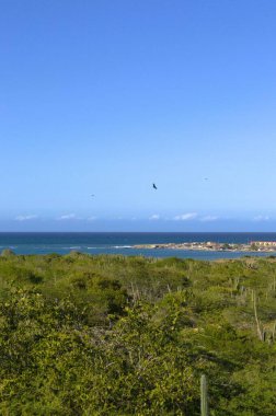 Bir dağın tepesinde mavi gökyüzü olan güzel bir kuş görüntüsü.