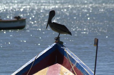 Doğadaki güzel kuşun manzarası