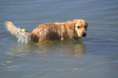 Köpek topla oynuyor.