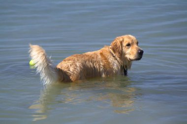 Golden Retriever gölde yüzüyor