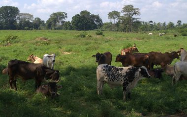 Yeşil çayırdaki inekler