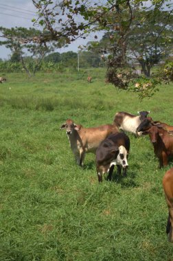 Bir grup inek tarlada otluyor.