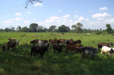 Çayırda otlayan inek sürüsü