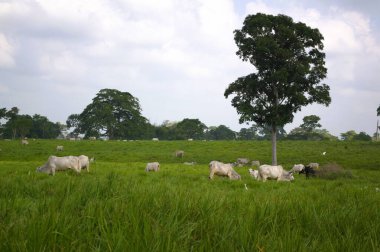 Yeşil çayırlarda otlayan inekler.