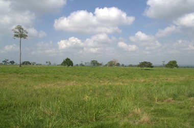 Yeşil çimen, doğa, bitki örtüsü