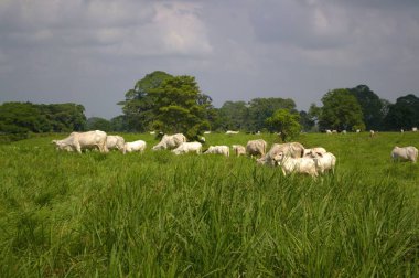 Yaz günü çayırda otlayan inekler..