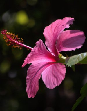 Bahçedeki güzel pembe çiçeklerin yakın görüntüsü