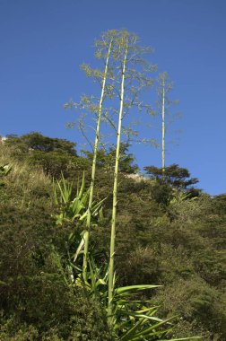 Tenerife adasının güzel manzarası