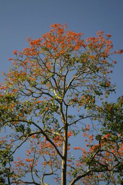 Ağaç dalları, bitki örtüsü ve doğa