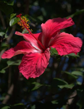 Bahçedeki güzel çiçekler