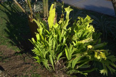 Güzel bir tropikal bitkiye yakın.