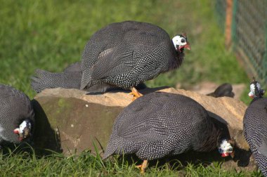 Hayvanat bahçesinin kuşları