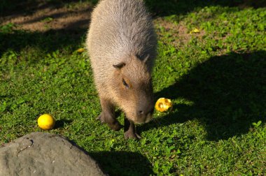 Sarı domuz parkta yemek yiyor..