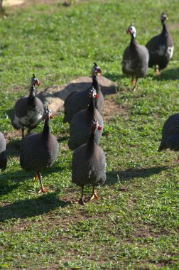 Bir ördek sürüsü ve bir kaz sürüsü