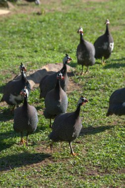Parktaki ördek sürüsünün güzel bir görüntüsü.