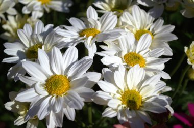 Bahçedeki güzel çiçekler