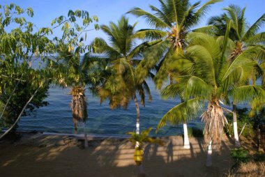 Maracaibo Gölü kıyısında palmiye ağaçları.