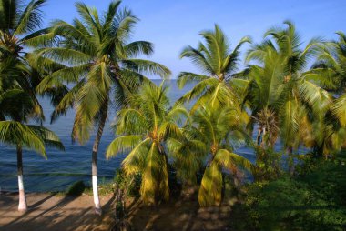 Sahilde palmiye ağaçları