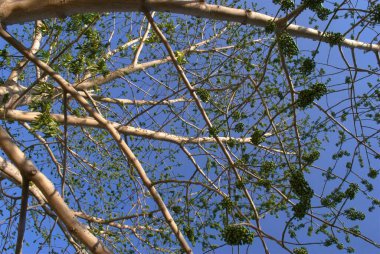 Güzel botanik fotoğrafı, doğal duvar kağıdı.