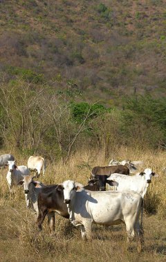 Madagaskar kırsalında bir tarlada otlayan inek.