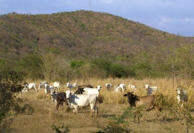 Dağlarda otlayan inekler.