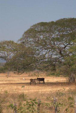 Ağacı olan bir tarla manzarası
