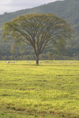 yeşil ağaç tarlada