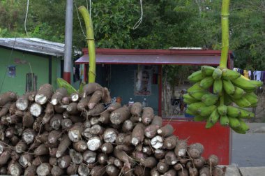 Sri Lanka adasının caddesinde muz ağacı.