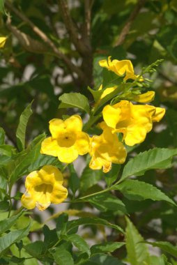 Açık büyüyen renk çiçekler yakın