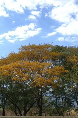 Parkın güzel manzarası