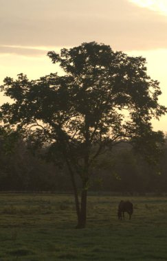 Doğanın güzel manzarası