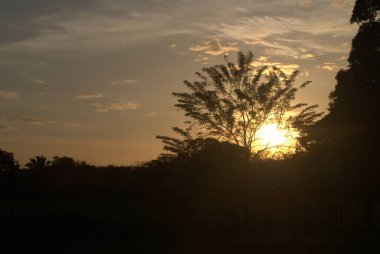 Ormanda güzel bir gün batımı