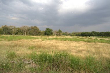 Tarlada güzel yeşil çimenler