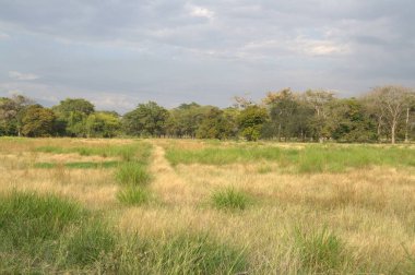 Bulutlu bir günde çimlerin ve ağaçların güzel manzarası.