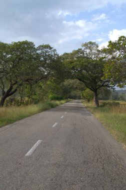 Yolun ortasında ağaç olan bir yolun dikey görüntüsü.