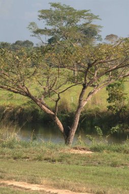 Ormandaki nehrin güzel manzarası