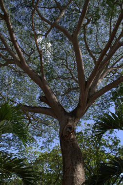 Büyük dalları olan yeşil bir palmiye yaprağı.